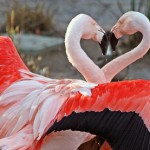 flamingos-heart.jpg