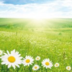 summer-field.jpg